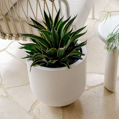 White round planter pot with spiky green succulent leaves, on a light floor.