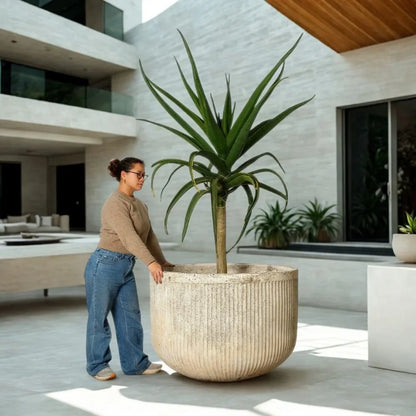 Chardonnay large round concrete planter with green palm-like leaves
