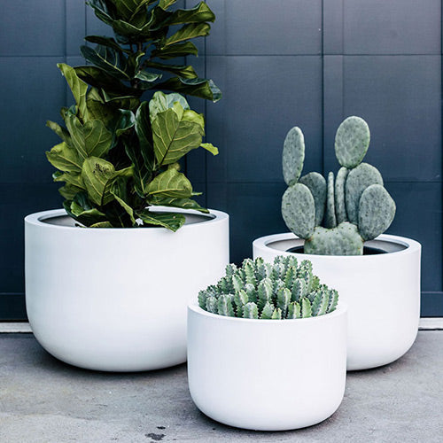 White planter pots set of three with succulents and cactus plants