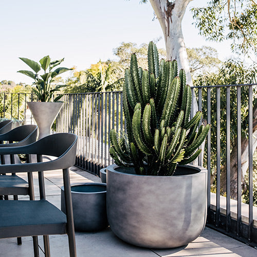 Concrete grey planter pot with tall green cactus and round base