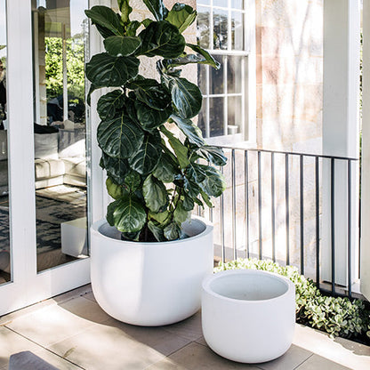 The Chop planter set in white, large and small round pots with leafy plants