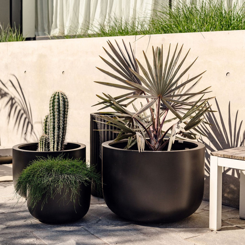 Black planter pot set of three with cacti, spiky plants, and rounded rims