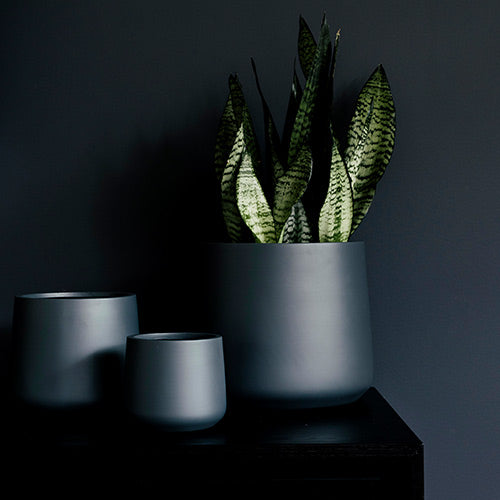 Dark grey planter pots with snake plant leaves, set of three