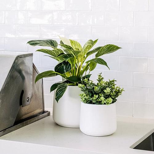 White planter pots with leafy plants, three-piece set on a shelf