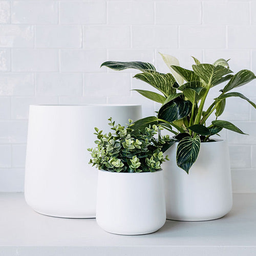 White planter pots set of three with green foliage plants