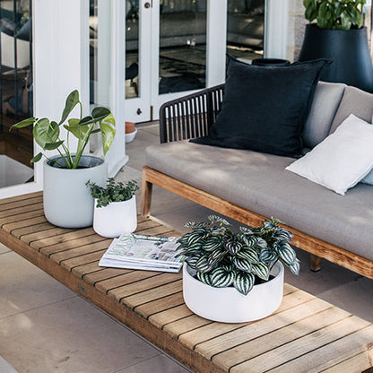 Tops Off planters: white pots with leafy plants on a wooden outdoor bench