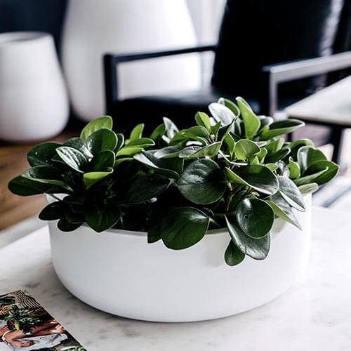 Tops Off planters with dark green leaves in a white round pot