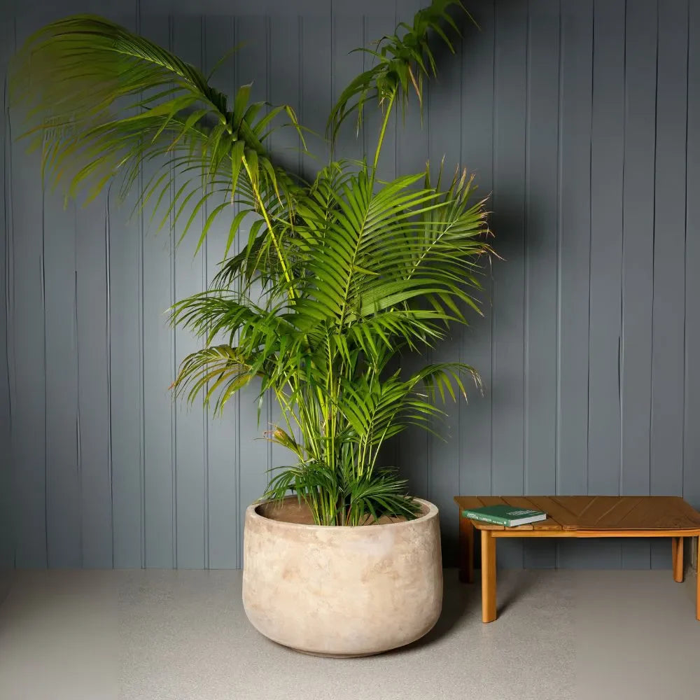 Round planter pot with green palm fronds and textured light exterior
