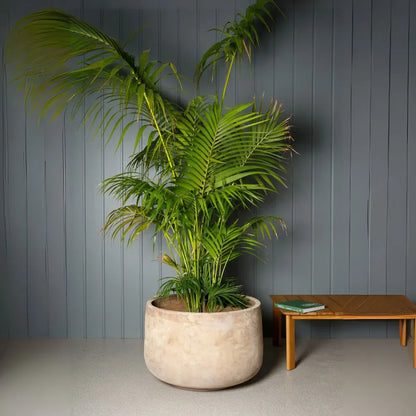 Round planter pot with green palm fronds and textured light exterior