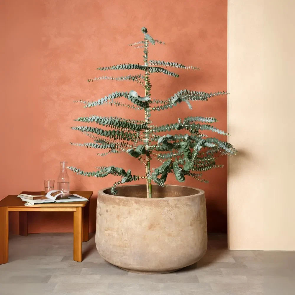 Round planter pot with tall cactus-like stems and small green leaves