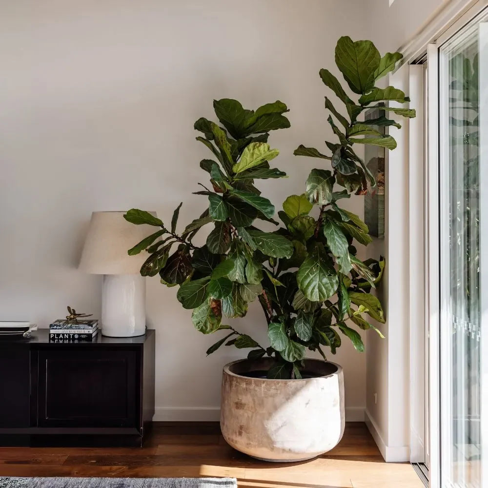 Large round planter pot with green leafy tree branches
