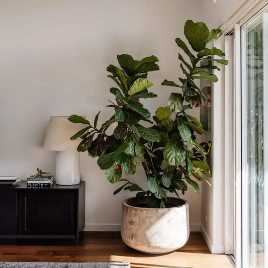 Large round planter pot with green leafy tree branches