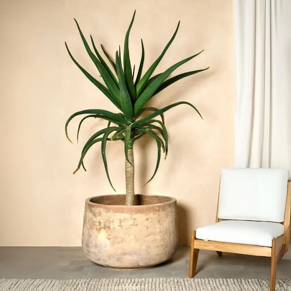 Round planter pot with green spiky yucca-like plant and braided trunk