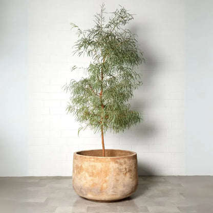 Round planter pot with slender trunk and airy green hanging foliage