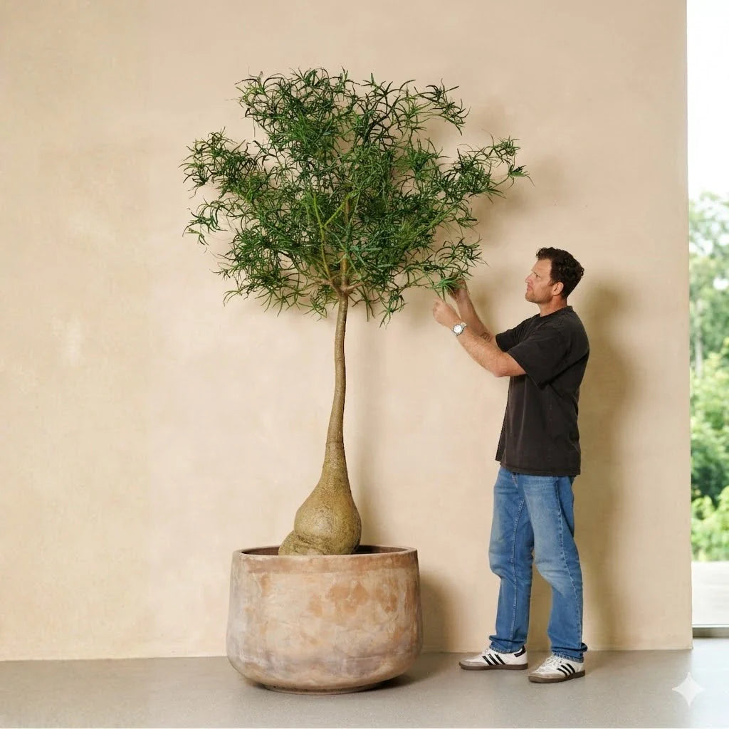 Planter pot with tall indoor tree featuring green feathery canopy