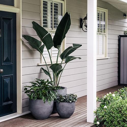 Concrete grey planter tub, matte wide oval, shown with two pots