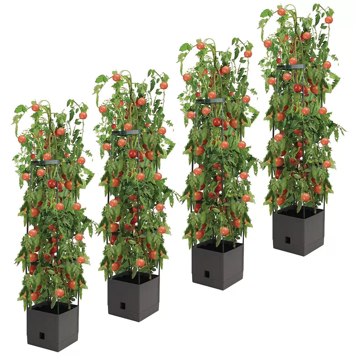 Three tomato tower planters with leafy stems and red tomato fruit in dark bases
