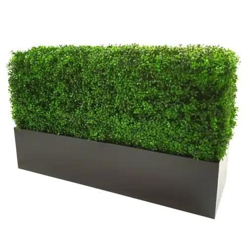 Portable boxwood hedge planter with bright green foliage and dark gray base