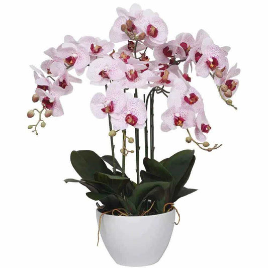 Artificial potted orchid with multiple white pink flowers and dark green leaves