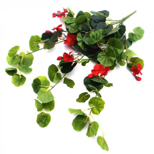 Hanging geranium bush with trailing green leaves and red flowers