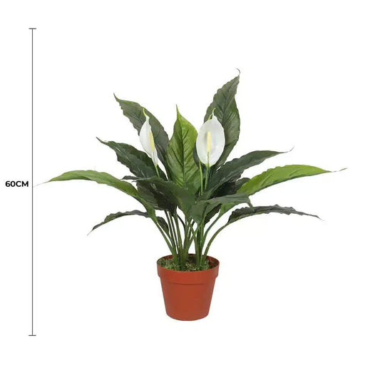 Artificial peace lily plant with white flowers and green leaves in terracotta pot, 60cm