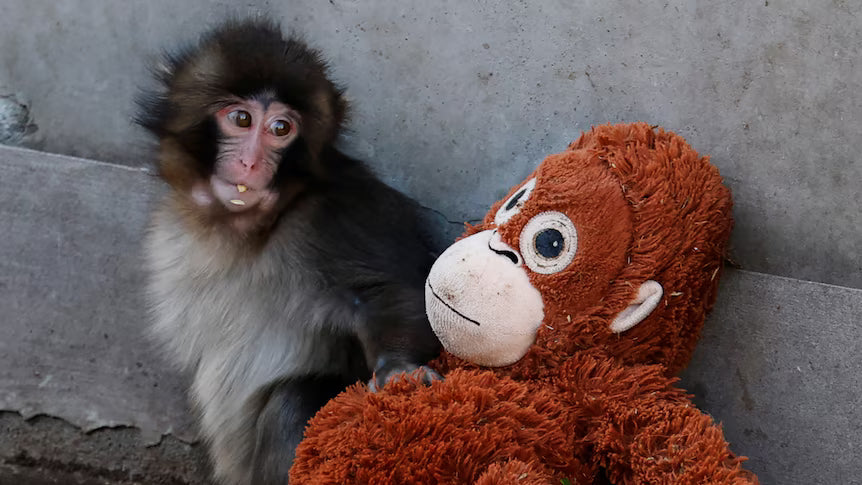 Viral Punch Monkey Plush Doll  66cm/25.98 inch Huggable Macaque Emotional Support Toy