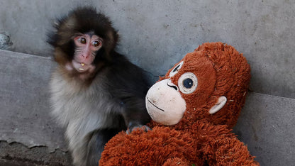 Viral Punch Monkey Plush Doll  66cm/25.98 inch Huggable Macaque Emotional Support Toy