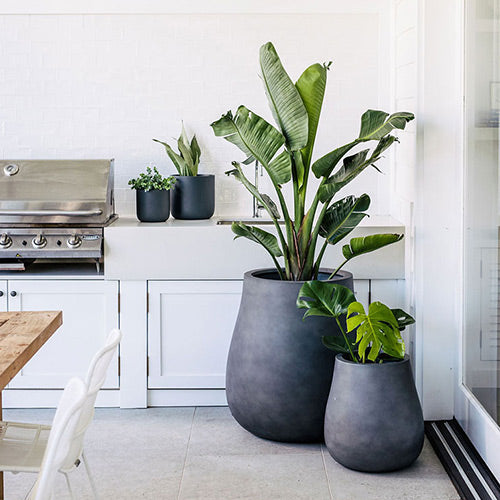 Waddle plant pots, three dark grey planters holding tropical green leaves