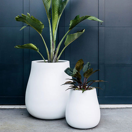 Waddle plant pots, two white planters with leafy plants against a dark wall