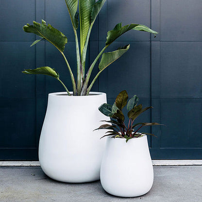 Waddle plant pots, two white planters with leafy plants against a dark wall