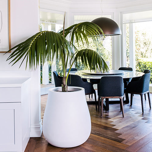 Waddle plant pot, white planter with tall palm leaves in a bright room