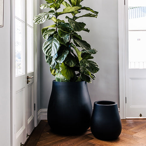 Waddle plant pot, large matte charcoal planter with broad green leaves
