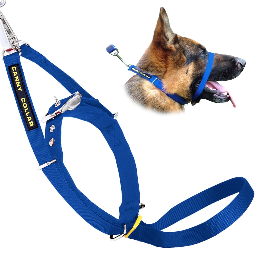 Dog collar with leash strap, blue nylon webbing, metal buckle and D-ring
