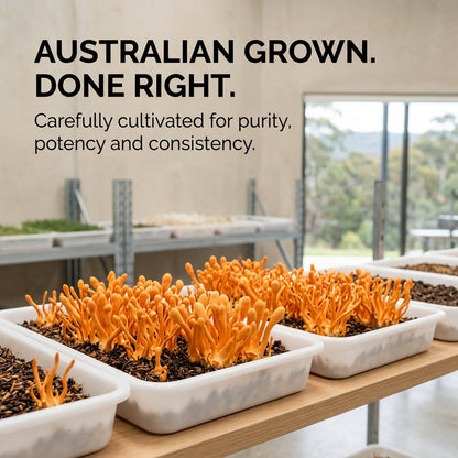 Australian Grown Cordyceps Mushroom
