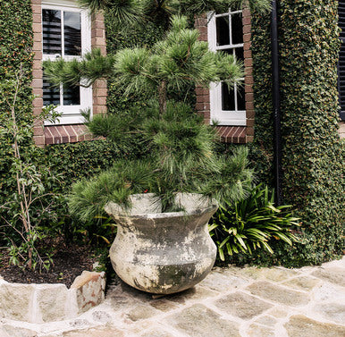 Large speckled concrete planter urn with green shrubs in garden
