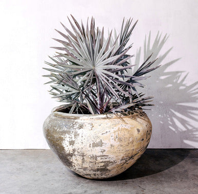 Spiky palm-style tree in a speckled gray round concrete pot