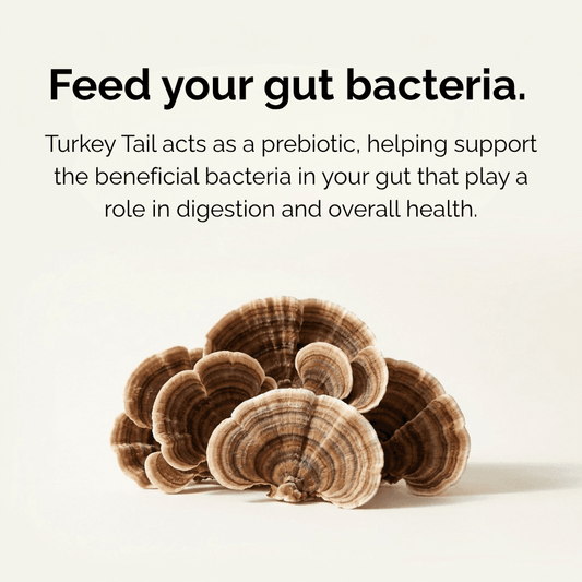 Turkey tail mushroom cluster, pale brown fan-shaped shelves